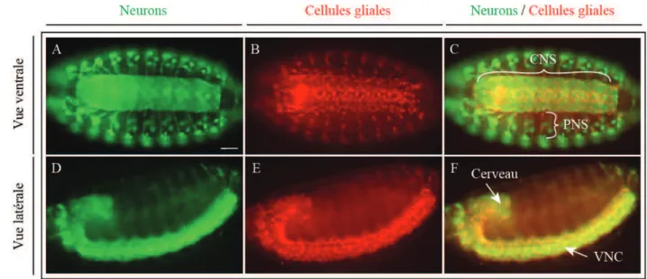 Figure 4 : Le système nerveux embryonnaire de la drosophile 