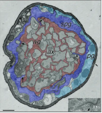 Figure 7 : Ultrastructure d’un nerf périphérique au troisième stade larvaire 