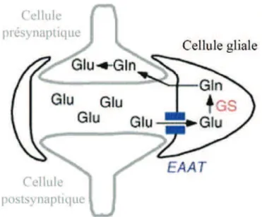 Figure 8 : Modèle du recyclage du glutamate par les cellules gliales 