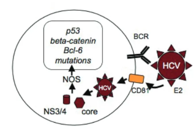 Figure 4. Modèle de transformation directe par le virus de l’hépatite C via son  entrée intracellulaire par interaction CD81-E2 (Suarez et al