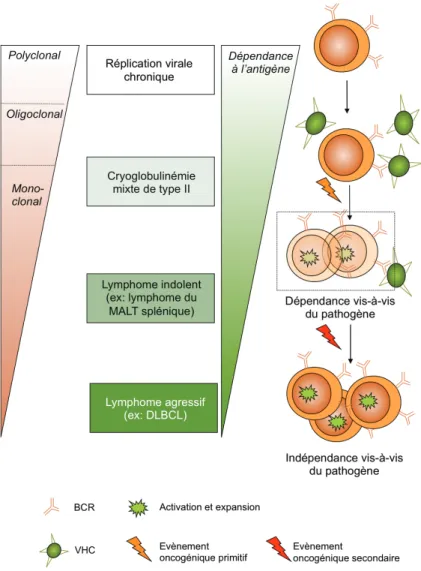 Figure 6. Modèle multi-étapes de transformation indirecte associée à l’infection  chronique par le virus de l’hépatite C (d’après Bachy et al