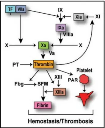 Figure 2 : Représentation de la cascade de  la  coagulation.  La  formation  du  complexe  facteur  tissulaire  (TF)-facteur  VIIa  initie  la  coagulation  en  activant  les  facteurs  X  et  IX