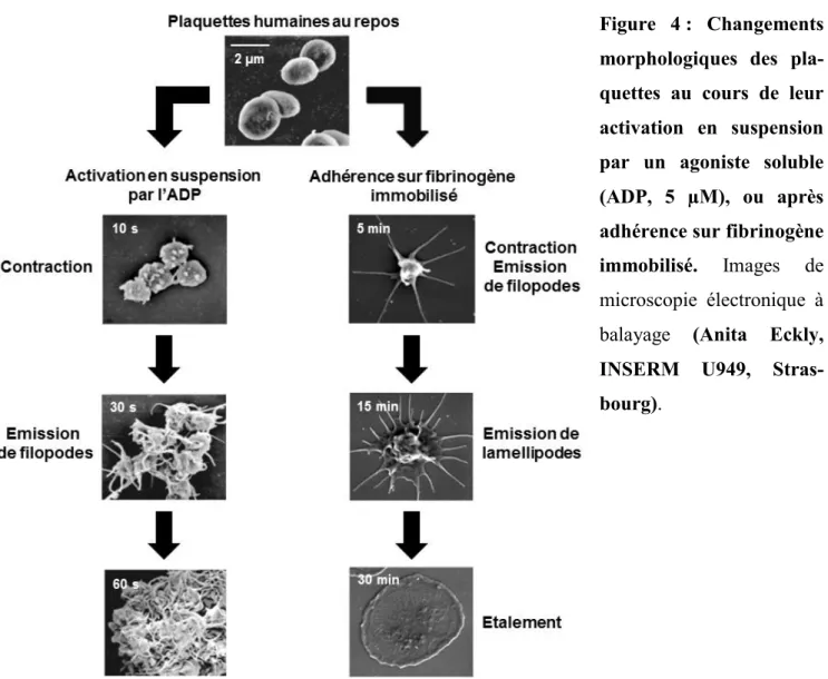 Figure  4 :  Changements  morphologiques  des   pla-quettes  au  cours  de  leur  activation  en  suspension  par  un  agoniste  soluble  (ADP,  5  µM),  ou  après  adhérence sur fibrinogène  immobilisé