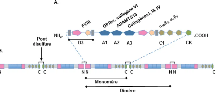 Figure 21 : Schématisation d’un monomère (A) et d’un multimère (B) de FW montrant  les  principaux  domaines  fonctionnels  et  leurs  ligands