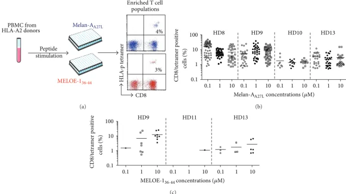 Figure 1: Peptide stimulation step. (a) 10 7 PBMC from HLA-A2 healthy donors were stimulated in 96-well plated (containing 2 × 10 5 cells/well) for 14 days with Melan-A or MELOE-1 peptides