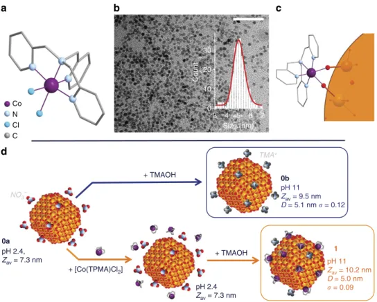 Figure 1 | Enhancing molecular complex and functionalized maghemite nanoparticles. (a) Representation of the [Co(TPMA)Cl 2 ] complex used to enhance the magnetic anisotropy of the g-Fe 2 O 3 nanoparticles