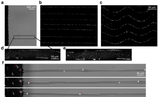 Figure 4 | Useful patterns. Photographs of the ﬁlaments (a) with embedded ﬂuorescent colloidal particles of 1 mm in diameter (b)