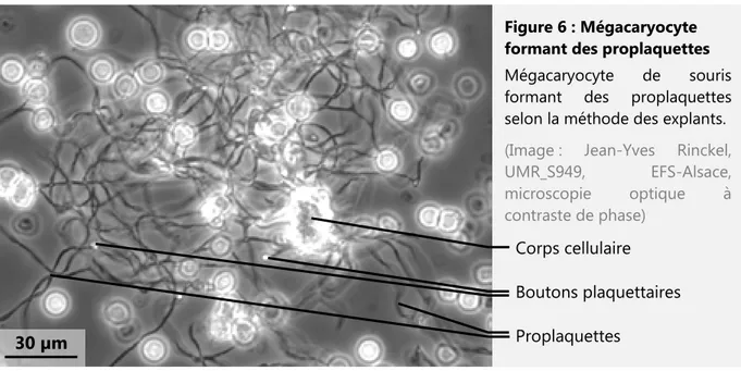 Figure 6 : Mégacaryocyte  formant des proplaquettes  Mégacaryocyte de souris  formant des proplaquettes  selon la méthode des explants