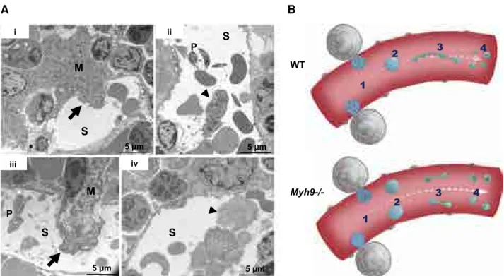 Figure 4. Abnormal distribution of organelles in Myh9 2/2 MK fragments shed into the sinusoids