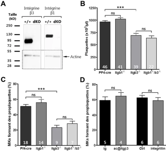 Figure  -  II-1C).  Ces résultats suggèrent que  l’intégrine  β3  ne serait pas  impliquée  dans le  déclenchement de la formation des proplaquettes