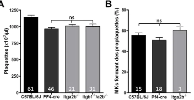 Figure - II-2 : L’intégrine αIIb n’est pas nécessaire à la formation des plaquettes 