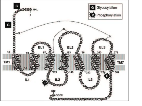Figure 16 : Structure linéaire du récepteur P2Y 12    (Cattaneo et al, Blood, 2011) (Cattaneo, 2011b)