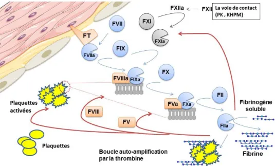 Figure  1  :  Schéma  représentant  la  cascade  de  la  coagulation  déclenchée  à  la  suite  de  l’exposition du facteur tissulaire à la surface vasculaire adapté d’après (8) 