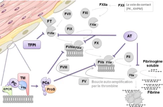 Figure 2 :  Représentation schématique des systèmes majeurs de régulation de la coagulation  (8)