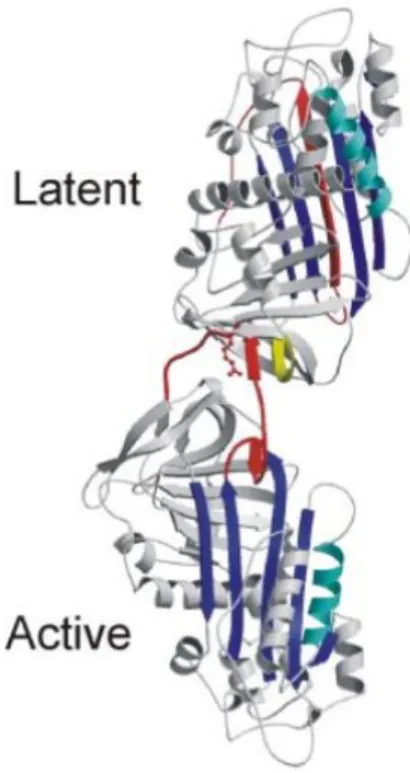 Figure  6  :  Structure  de  l’hétérodimère  de  l’AT  formé  de  deux  molécules  d’AT montrant  l’interaction étroite de la boucle réactive (rouge) de l’AT native (en bas) avec le brin 2C du  feuillet β C (jaune) de l’AT latente (en haut), l’hélice D des