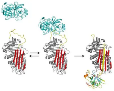 Figure  7 :  Mécanisme  d’inhibition  des  Serpines  en  plusieurs  étapes,  la  formation  du  complexe  Michaelien  entre  la  protéase  (bleu)  et  la  Serpine  qui  aboutit  à  la  formation  d’un  intermédiaire  acyl-enzyme  irréversible  par  l’incor
