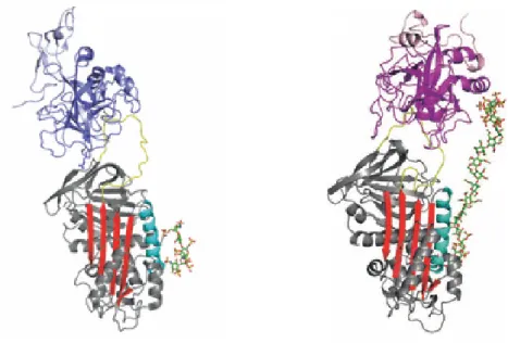 Figure  9 :  Structure  des  complexes  Michaeliens  entre  l’AT  et  le  FXa  en  présence  du  pentasaccharide (gauche) et la thrombine en présence de la chaine d’héparine (droite) (52) 