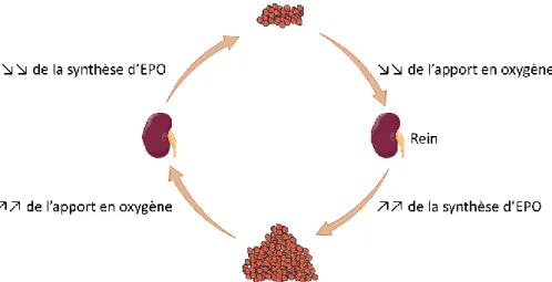 Figure 3. Régulation endocrine de la production d’EPO par le rein. 