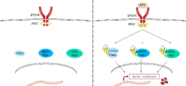 Figure 5. Activation des voies STAT5, PI3K et MAPK/ERK par la liaison de l’EPO  à son récepteur