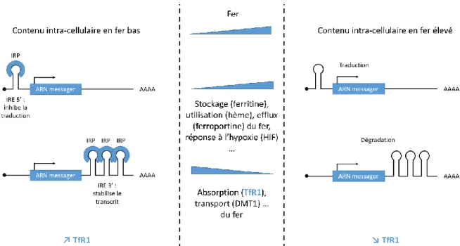 Figure  7.  Contrôle  de  la  stabilité  de  l’ARN  messager  du  TfR1  par  le  système  IRE/IRP
