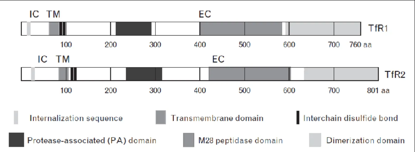 Figure 10. Similarité de structure des récepteurs à la transferrine, figure issue de  Moura et al