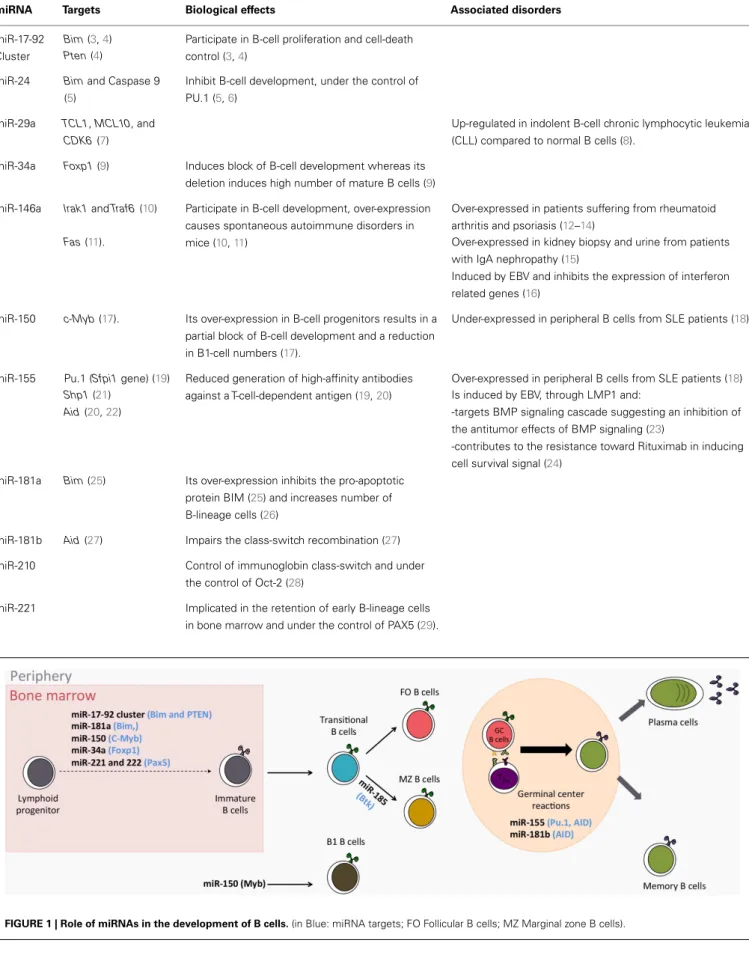 Table 1 | Major miRNAs playing a role in B cells.