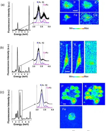 Figure  4.  X-ray  microfluorescence  spectra  integrated  over  the  whole  scanned  area  of  murine  macrophages exposed for 24 hours to SWCNT suspensions