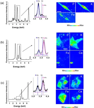 Figure  3.  X-ray  microfluorescence  spectra  integrated  over  the  whole  scanned  area  of  three  murine  macrophages  exposed  for  24  hours  to  MWCNT  suspensions  at  concentrations  of  10  µg/mL  (Panel  a)  and  100  µg/mL  (Panels  b  and  c)