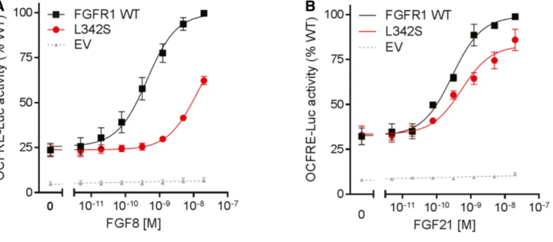 Figure 1. FGFR1 L342S luciferase assays.
