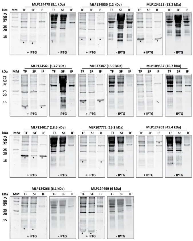 Figure 2.  Small-scale expression test of selected candidate effector proteins carried out in Escherichia coli  Rosetta2 (DE3) pLysS expression strain