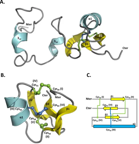 Figure 4.  NMR spectroscopy solution structure of MLP124266. (A) The structure of MLP124266 is represented  as cartoon and consists of one α-helix in cyan and a mixed β-sheet composed by three β-strands coloured in  yellow