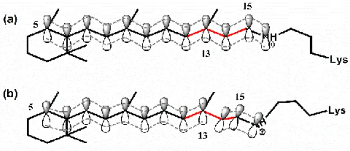 Figure  11:  The  reduction  of  the  effective  π-conjugation  length  from  (a)  Franck- Franck-Condon excited state to (b) twisted transition state (far Franck-Franck-Condon region)