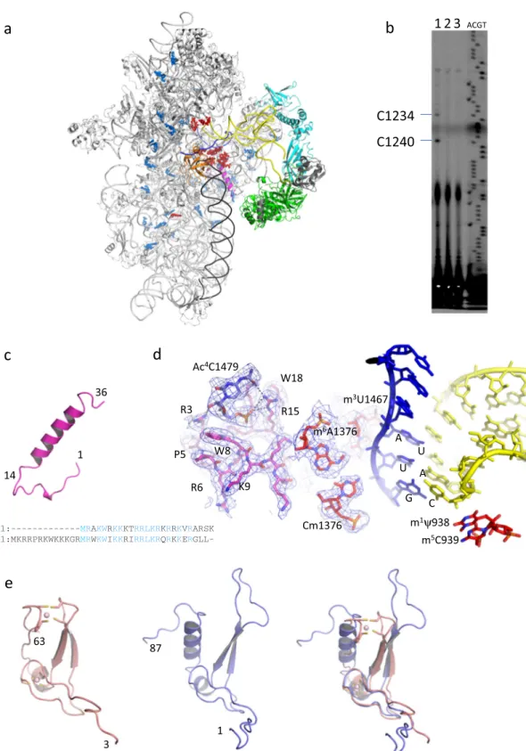 Fig. 2 Identi ﬁ ed archaeal speci ﬁ cities of Pa-30S. a Overall view of the IC2B structure