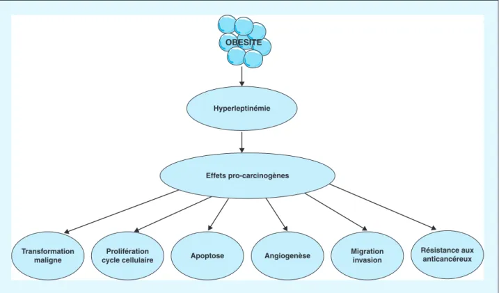 Figure 1. Principaux effets pro-carcinogènes de la leptine dans les cancers liés à l’obésité.