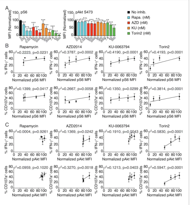 Figure 4. mTOR is a rheostat of NK cell reactivity through NKar. (A) Bar graph showing the phosphorylation level of S6 (left) and Akt S473 (right) in splenic NK cells following 1 hr treatment with 100 ng/ml IL-15 in the presence or absence of the indicated