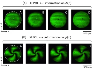 FIG. 3. (a) Images of the LCLV observed between crossed cir- cir-cular polarizers at incident optical power values that correspond to local maxima for the scalar optical vortex generation as reported in Fig