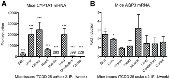 Figure 1: Dioxin treatment increases the level AQP3 mRNA in vivo in the skin and the liver   Wild-type mice were treated on days 0 and 7, with either TCDD (25 µg/kg) or corn oil (control) and  sacrificed on day 14