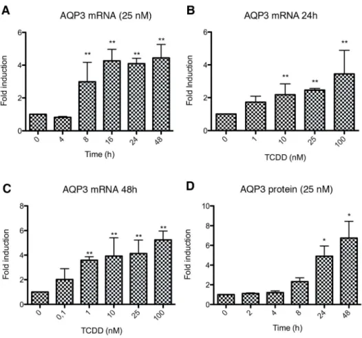 Figure 2: Dioxin treatment increases the levels of AQP3 mRNA and protein in vitro in HepG2 cells