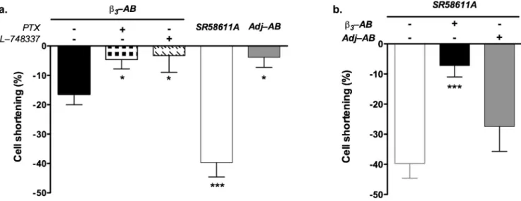 Fig. 2. Effects of ! 3 -adrenoceptor (! 3 -AR) antibodies on rabbit isolated cardiomyocyte contractility