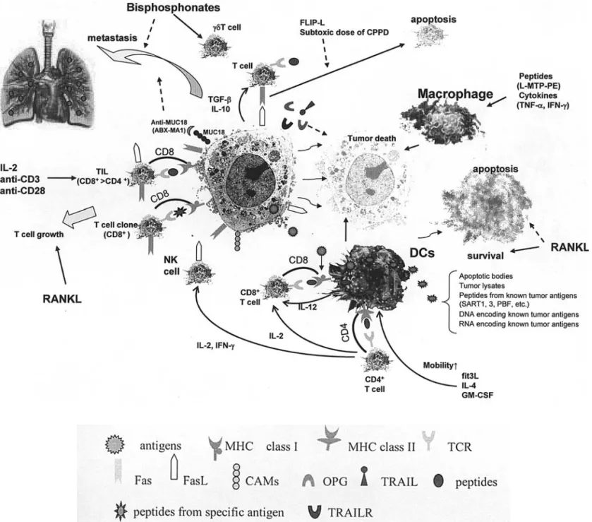 Figure 1. Potential immunotherapeutic approaches against osteosarcoma cells. T cells such as TIL and NK cells directly attack tumor cells in an MHC- MHC-restricted manner or not, according to their populations