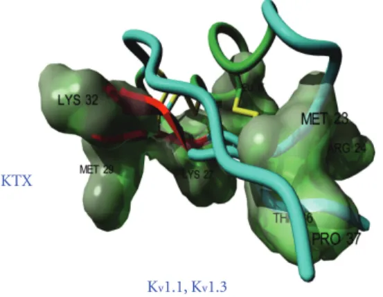 Figure 3: Amino acid sequence and 3D structure of KTX. The crucial amino acid residues involved in the receptor recognition are in red and are materialized on the 3D structure according to Lange et al., 2006 [13]