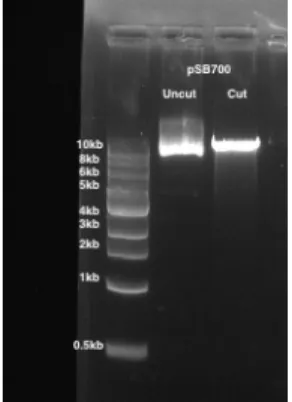 Figure 1: The digestion of a pSB700 gRNA expression vector. 1% agarose gel is used. Lane 1: uncut pSB700