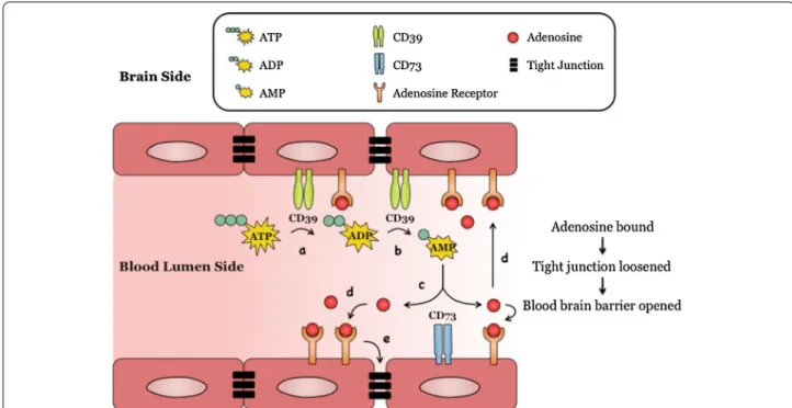 Fig. 7  A model: Adenosine modulation of blood brain barrier (BBB) permeability. Endothelial cells lining the brain vasculature express adenosine  receptors (ARs) and CD39 and CD73