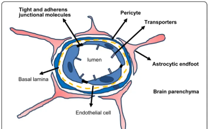 Fig. 1  Schematic of blood brain barrier (BBB) structure and the  neurovascular unit (NVU)