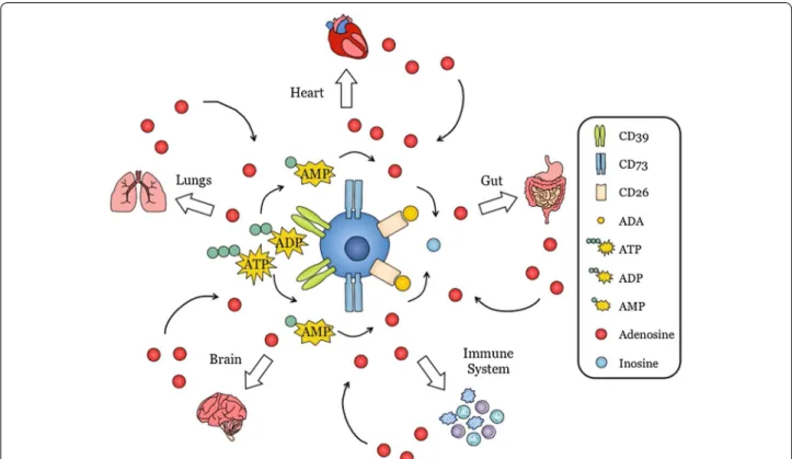 Fig. 3  Cells of the central nervous system (CNS) not only produce  adenosine but are also regulated by adenosine