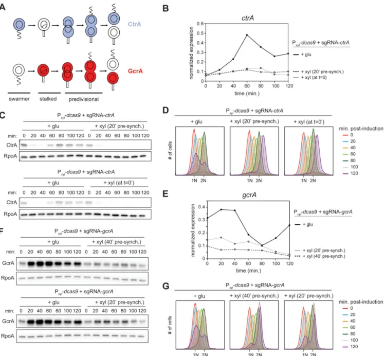 FIG 4 Downregulation of ctrA and gcrA expression in synchronized cells. (A) Schematic of CtrA and GcrA abundance during the Caulobacter cell cycle