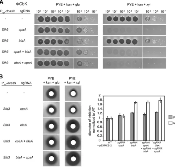 FIG 5 Dual targeting of cpaA and blaA with CRISPRi. (A) Assay to assess sensitivity to phage ⌽ CbK