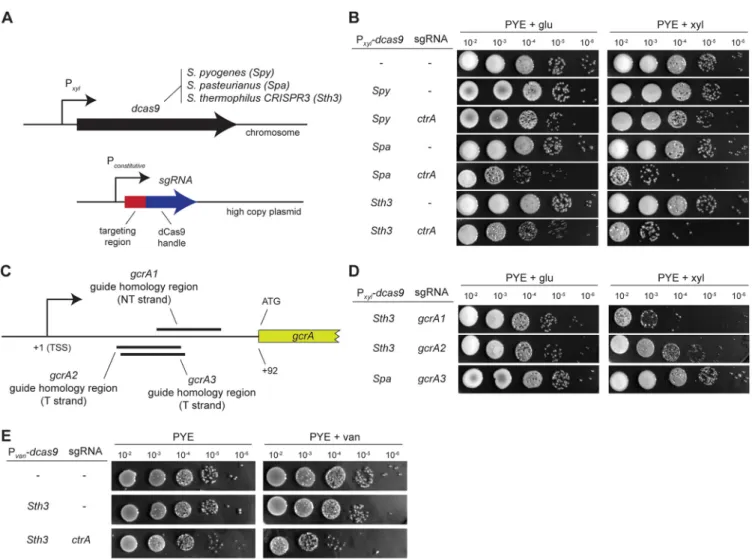 FIG 1 CRISPRi systems to downregulate gene expression in Caulobacter crescentus. (A) Design of the different constructs used in this study