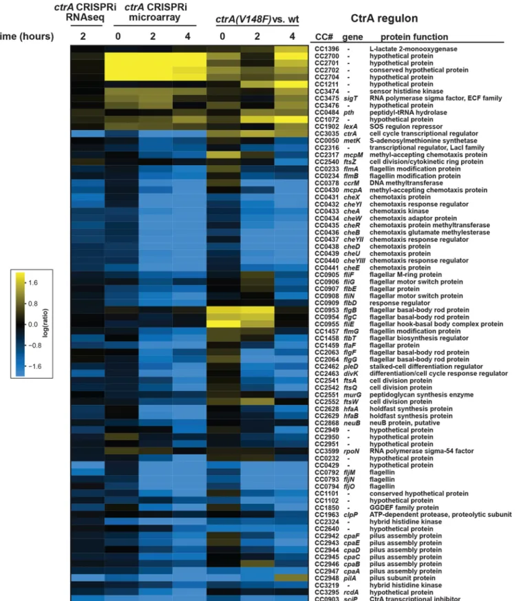 FIG 3 Repression of ctrA expression by CRISPRi leads to misregulation of CtrA-regulated genes