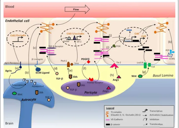 Figure 1 Schematic representation of TJ modulation by the NVU. (a) The basal lamina protein agrin increases claudin-5 (Cld5) and occludin expression [92]; (b) Aquaporin-4 density, regulated by agrin, stabilizes TJ complexes through ZO-1 expression [93]; (c